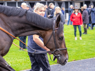 WG031025-53 - Jaramillo